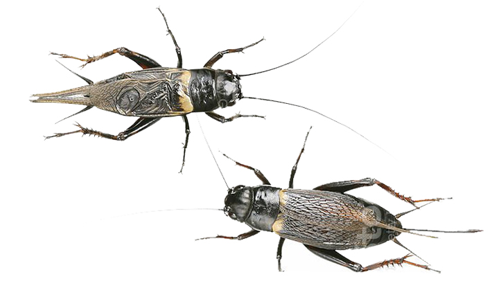 จิ้งหรีด