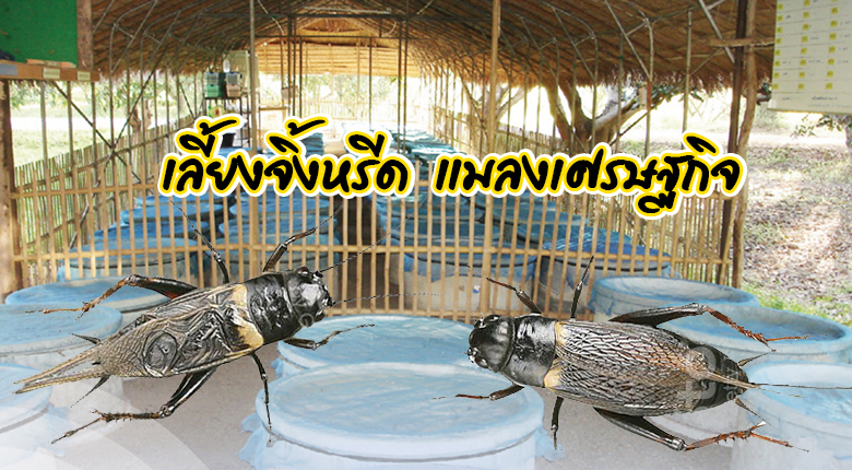 เลี้ยงจิ้งหรีด