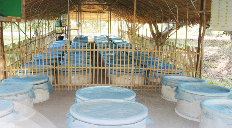 เลี้ยงจิ้งหรีด