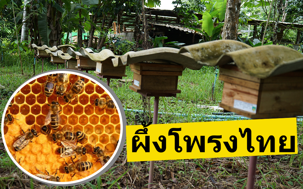 เลี้ยงผึ้งโพรงไทย