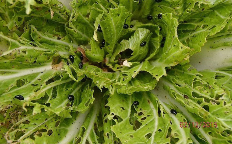 น้ำหมักชีวภาพ สูตรกำจัดแมลงแบบเร่งด่วน (ใช้ได้ใน 10 นาที)