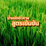 น้ำหมักชีวภาพ สูตรเข้มข้น