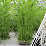 การปลูกผักบุ้งไร้ดินในแก้วพลาสติก