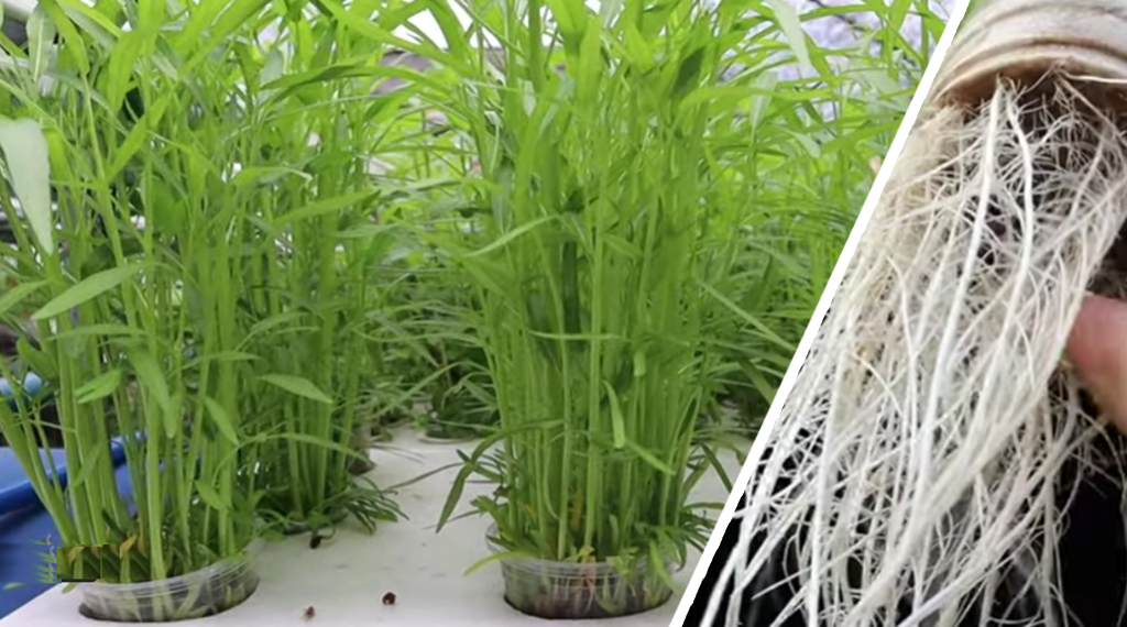 การปลูกผักบุ้งไร้ดินในแก้วพลาสติก