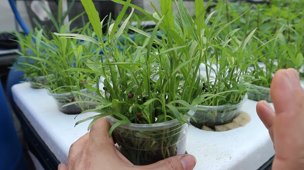 การปลูกผักบุ้งไร้ดินในแก้วพลาสติก