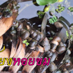 การเลี้ยงหอยขมแบบธรรมชาติ