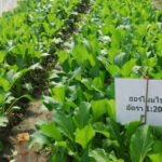 น้ำหมักชีวภาพ จากไข่ (ฮอร์โมนไข่)