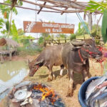 ทำเกษตรผสมผสาน