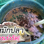 น้ำหมักปลา