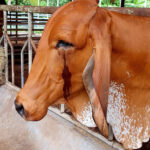 รักษาการเจ็บตาโค