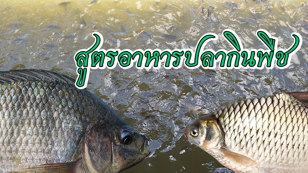 สูตรอาหารปลากินพืช