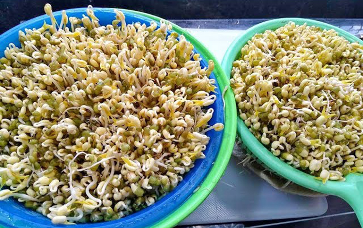 เพาะถั่วงอก