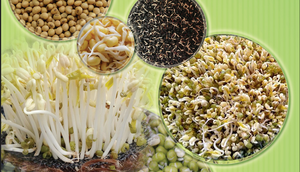 เพาะถั่วงอก