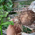 แป้งเท้ายายม่อม