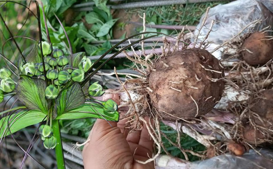 แป้งเท้ายายม่อม