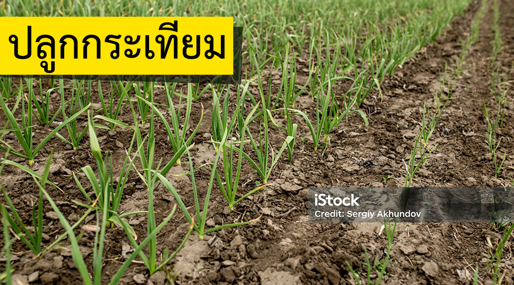 ปลูกกระเทียม