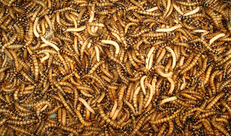 เพาะเลี้ยงหนอนนก