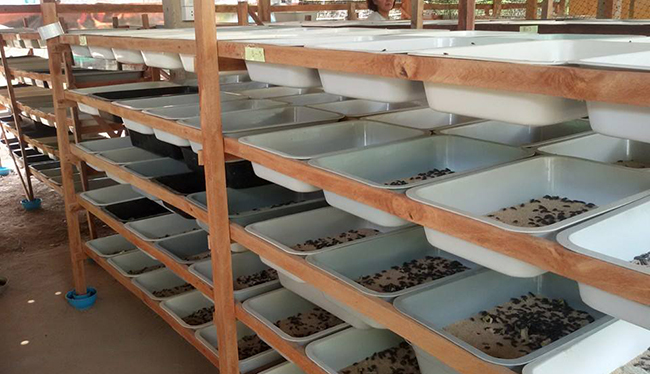 เพาะเลี้ยงหนอนนก