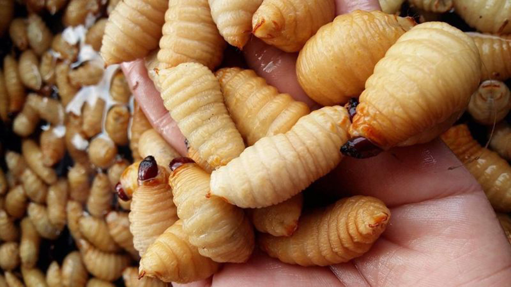 การเลี้ยงด้วงงวงมะพร้าว (ด้วงสาคู)