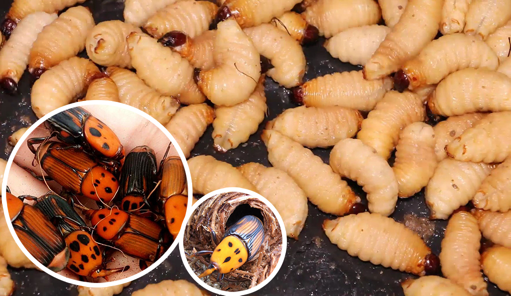 การเลี้ยงด้วงงวงมะพร้าว (ด้วงสาคู)