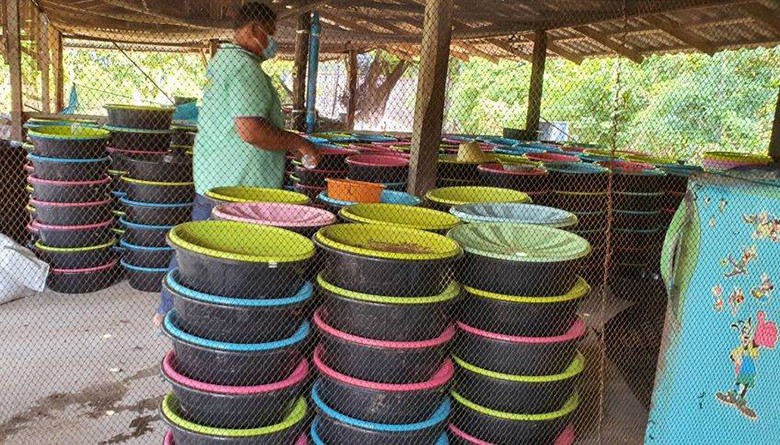 การเลี้ยงด้วงงวงมะพร้าว (ด้วงสาคู)