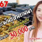 เพาะเลี้ยงหนอนนก