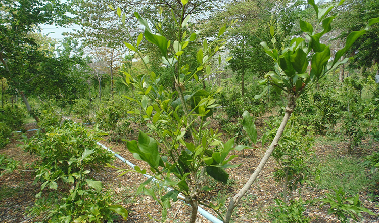 ปลูกผักหวานป่า