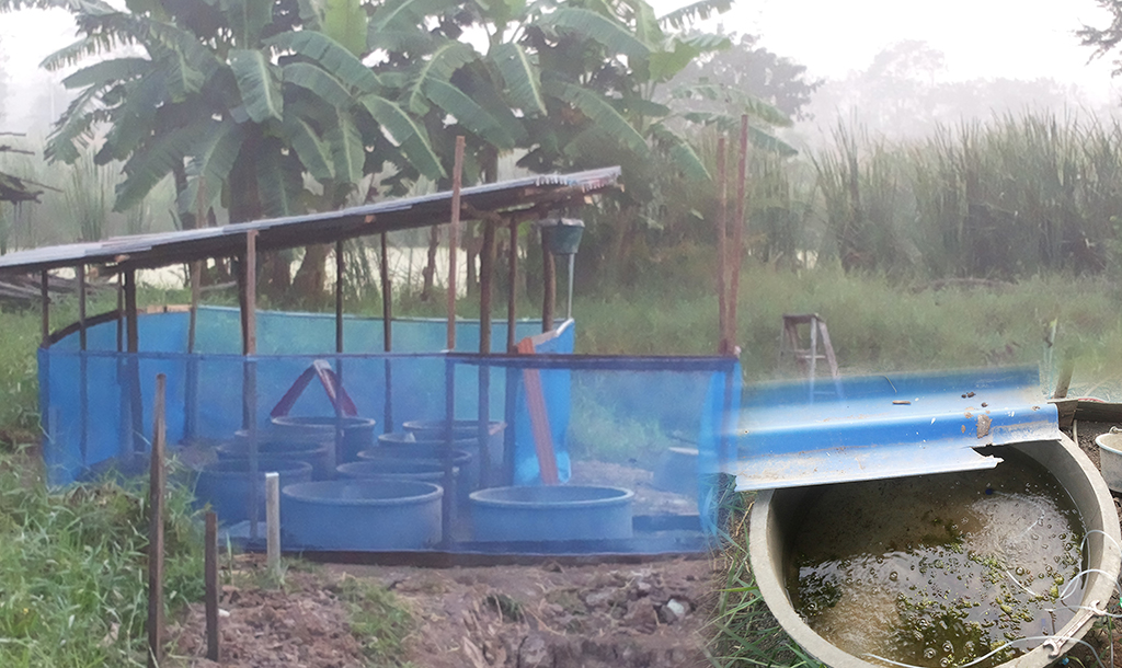 การเลี้ยงกุ้งฝอยในบ่อซีเมนต์