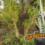 ปลูกผักหวานป่า