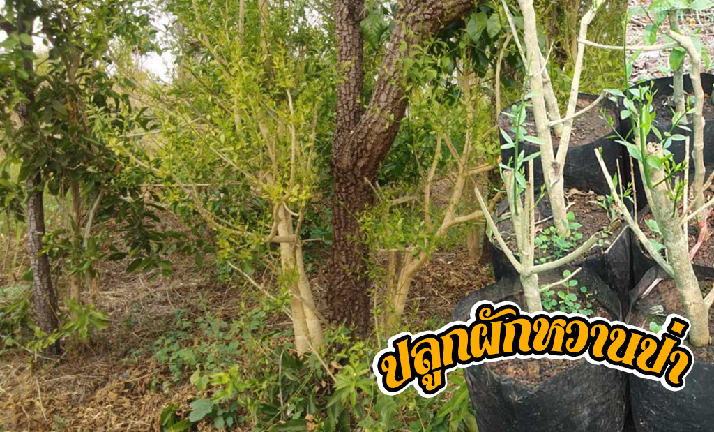 ปลูกผักหวานป่า