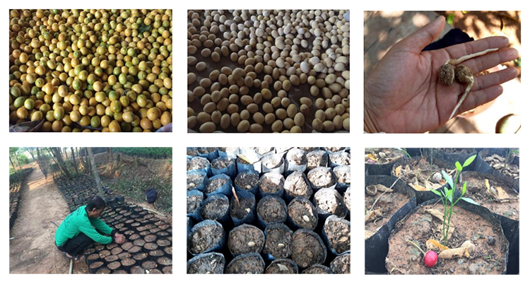 ปลูกผักหวานป่า