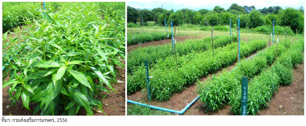 ปลูกฟ้าทะลายโจร