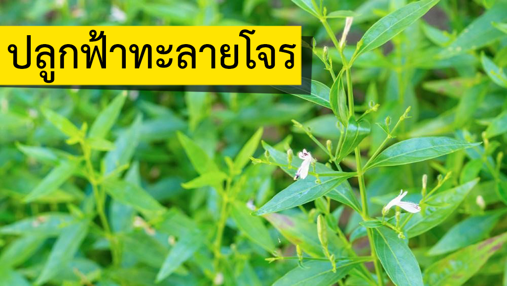 ปลูกฟ้าทะลายโจร