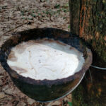 เปิดกรีดยางเมื่อไรดี