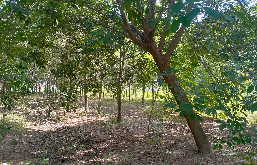 เปิดกรีดยางเมื่อไรดี