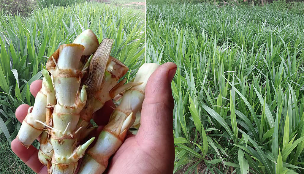 หญ้าหวานอิสราเอล