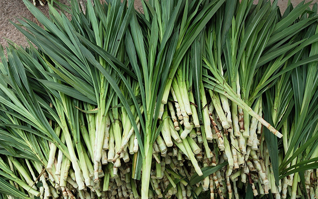 หญ้าหวานอิสราเอล