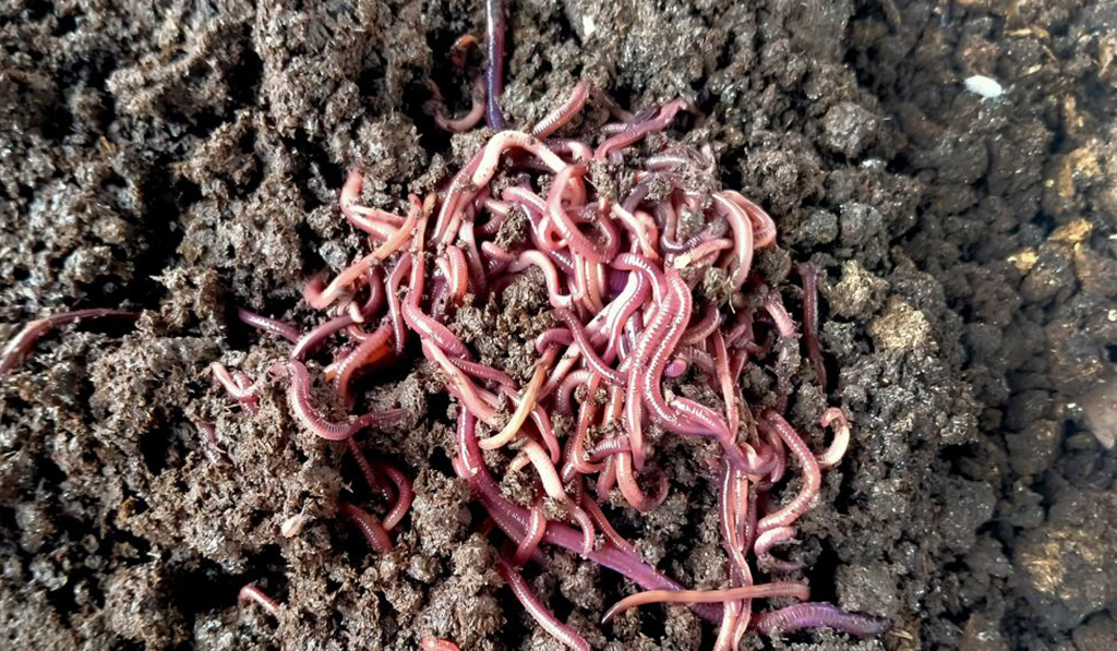 การเพาะเลี้ยงไส้เดือน