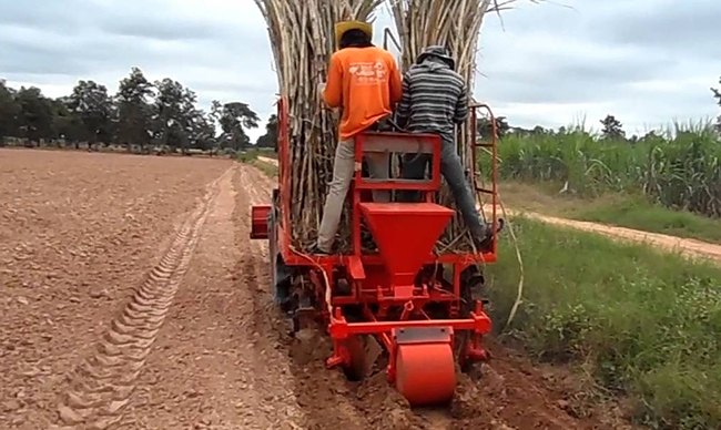 ปลูกอ้อยคั้นน้ำ