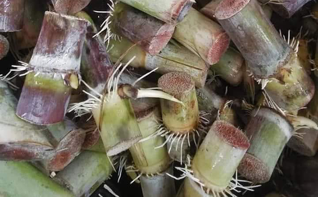 ปลูกอ้อยคั้นน้ำ