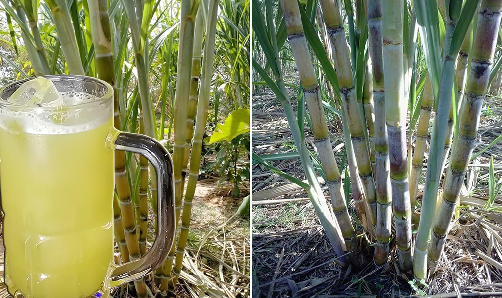 ปลูกอ้อยคั้นน้ำ