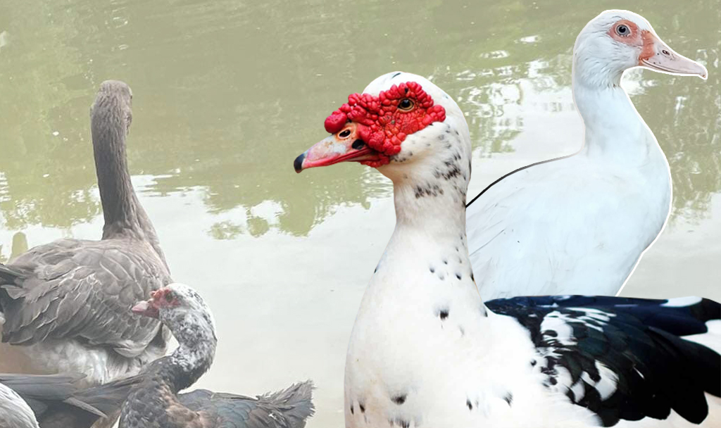 เป็ดเนื้อ