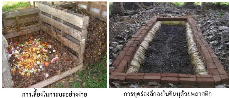 การเพาะเลี้ยงไส้เดือน