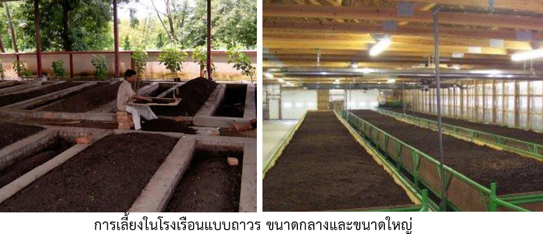 การเพาะเลี้ยงไส้เดือน