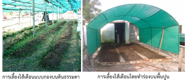 การเพาะเลี้ยงไส้เดือน