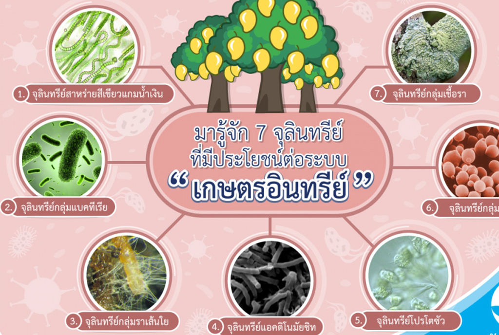 7 จุลินทรีย์ ที่สำคัญต่อเกษตรอินทรีย์