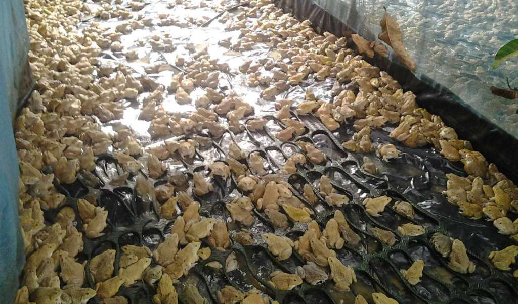 เลี้ยงกบมือใหม่