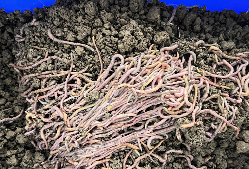 ไส้เดือนแดง