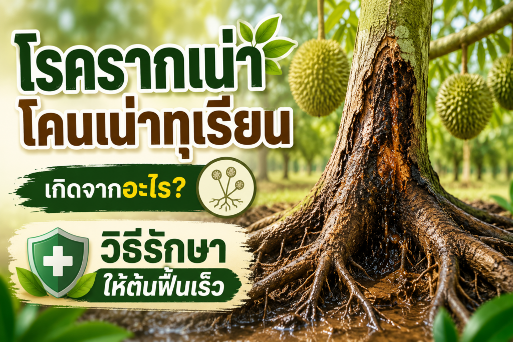 โรครากเน่าโคนเน่าทุเรียน